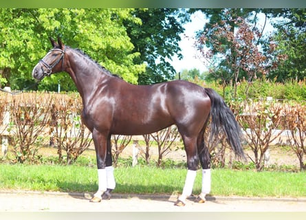 Hannoveriano, Yegua, 5 años, 170 cm, Negro