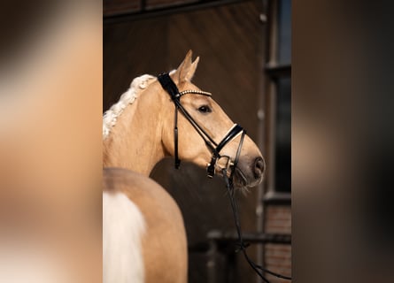 Hannoveriano, Yegua, 5 años, 171 cm, Palomino