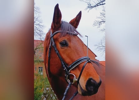 Hannoveriano, Yegua, 5 años, 174 cm, Castaño