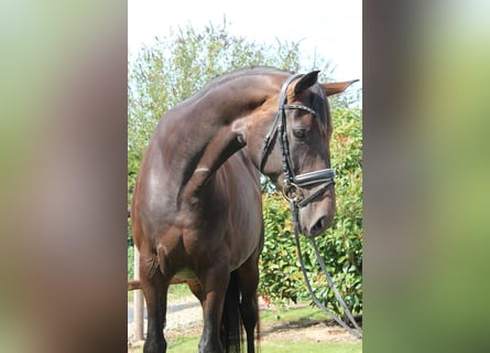 Hannoveriano, Yegua, 5 años, 175 cm, Castaño oscuro