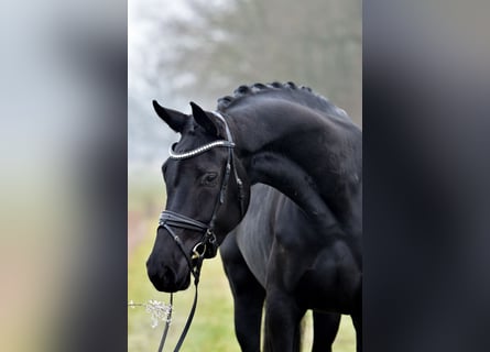 Hannoveriano, Yegua, 5 años, 175 cm, Negro