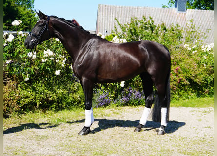 Hannoveriano, Yegua, 5 años, 176 cm, Negro