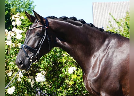 Hannoveriano, Yegua, 5 años, 176 cm, Negro