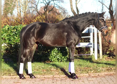 Hannoveriano, Yegua, 6 años, 162 cm, Castaño oscuro
