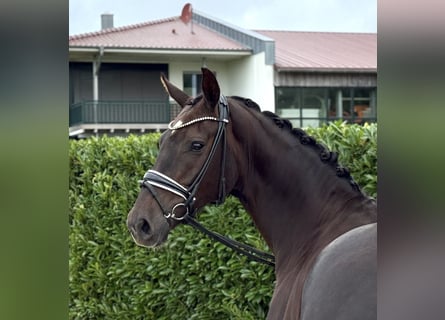 Hannoveriano, Yegua, 6 años, 165 cm, Alazán-tostado