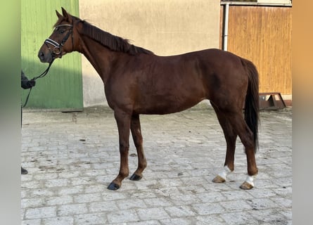 Hannoveriano, Yegua, 6 años, 168 cm, Alazán-tostado