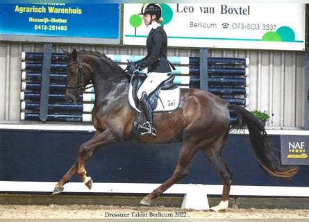 Hannoveriano, Yegua, 7 años, 167 cm, Alazán-tostado