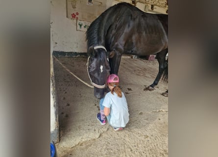 Hannoveriano, Yegua, 7 años, 170 cm, Negro