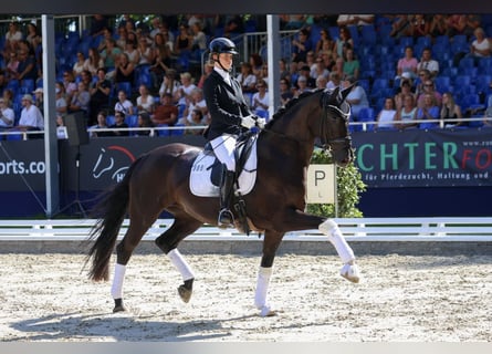 Hannoveriano, Yegua, 7 años, 172 cm, Negro