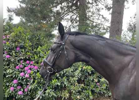 Hannoveriano, Yegua, 7 años, 174 cm, Negro