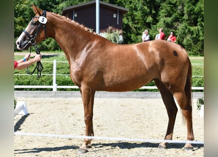 Hannoveriano, Yegua, 7 años, 175 cm, Alazán-tostado