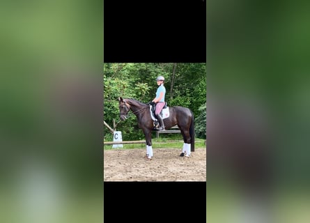 Hannoveriano, Yegua, 8 años, 165 cm, Alazán-tostado