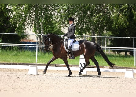 Hannoveriano, Yegua, 9 años, 165 cm, Negro