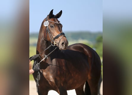 Hannoveriano, Yegua, 9 años, 168 cm, Castaño oscuro