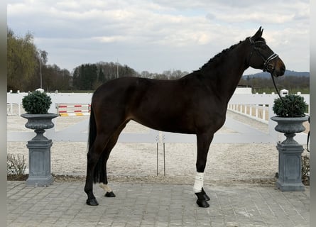 Hannoveriano, Yegua, 9 años, 173 cm, Castaño oscuro
