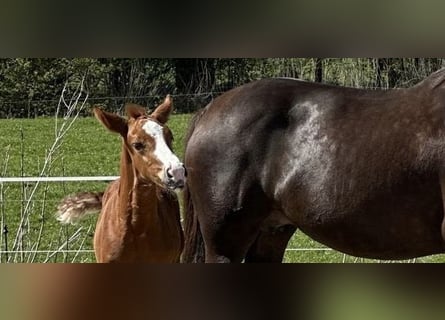 Hannoveriano, Yegua, Potro (01/2026), Alazán-tostado