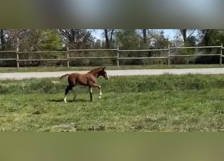 Hannoveriano, Yegua, Potro (01/2026), Alazán-tostado