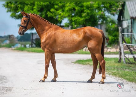 Hanoverian, Stallion, Embryo