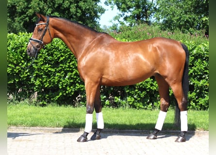 Hanoverian, Gelding, 10 years, 16.1 hh, Brown
