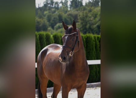 Hanoverian, Gelding, 10 years, 16,2 hh, Bay-Dark