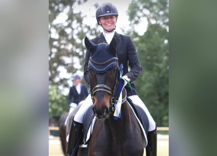 Hanoverian, Gelding, 10 years, 16.2 hh, Smoky-Black