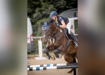Hanoverian, Gelding, 10 years, 16.3 hh, Bay-Dark