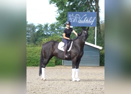 Hannoveraner, Wallach, 10 Jahre, 16,3 hh, Rappe