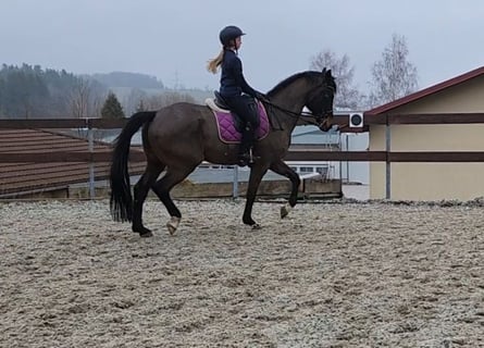 Hanoverian, Gelding, 10 years, 16,3 hh, Smoky-Black