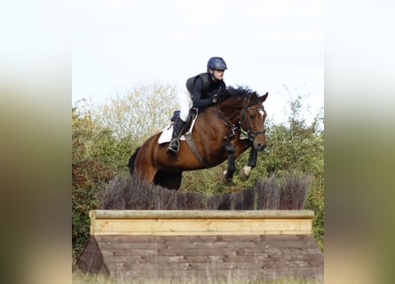 Hanoverian, Gelding, 10 years, 16,1 hh, Brown