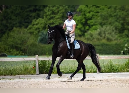 Hanoverian, Gelding, 10 years, 16,2 hh, Black