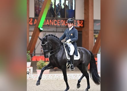Hanoverian, Gelding, 10 years, 16,2 hh, Black
