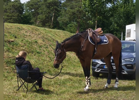 Hanoverian, Gelding, 10 years, 16,2 hh, Brown