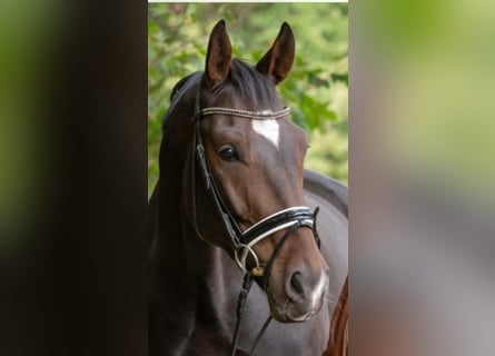 Hanoverian, Gelding, 10 years, 17,1 hh, Bay-Dark