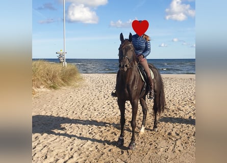 Hanoverian, Gelding, 10 years, 17 hh, Black