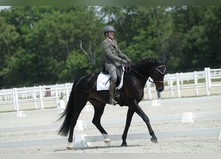 Hanoverian, Gelding, 10 years, 17 hh, Black