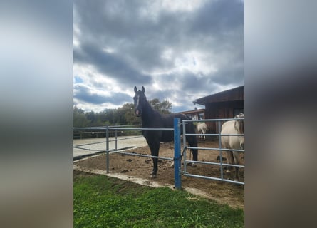 Hanoverian, Gelding, 10 years, 17 hh, Black