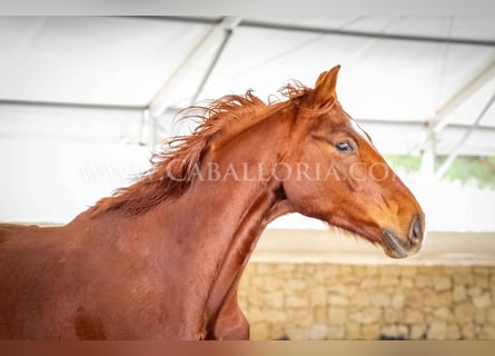 Hanoverian, Gelding, 10 years, 17 hh, Chestnut-Red