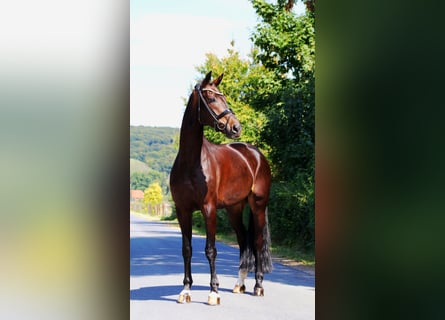 Hanoverian, Gelding, 10 years, 17 hh, Smoky-Black