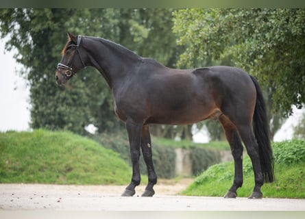 Hanoverian, Gelding, 10 years, 17,1 hh, Bay-Dark