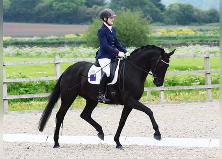 Hanoverian, Gelding, 10 years, Black