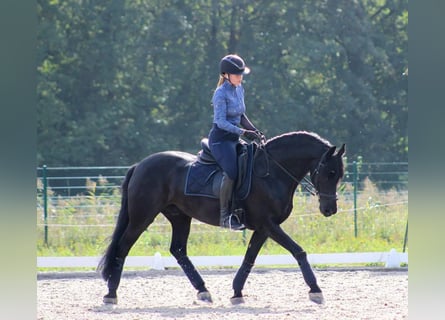 Hanoverian, Gelding, 10 years, Black