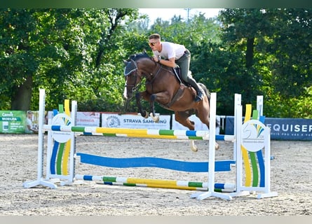 Hanoverian, Gelding, 11 years, 16.1 hh, Brown