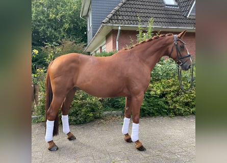 Hanoverian, Gelding, 11 years, 16,1 hh, Chestnut-Red