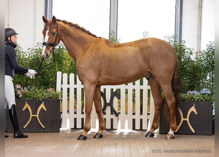 Hanoverian, Gelding, 11 years, 16.1 hh, Chestnut-Red