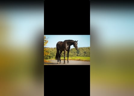 Hanoverian, Gelding, 11 years, 16,2 hh, Black