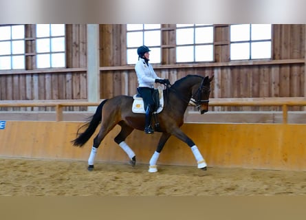 Hanoverian, Gelding, 11 years, 16,2 hh, Brown