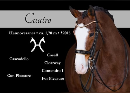 Hanoverian, Gelding, 11 years, 16.2 hh, Brown