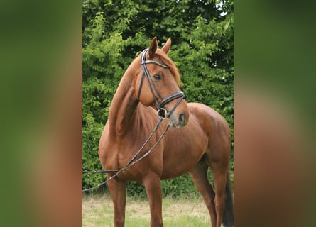 Hanoverian, Gelding, 11 years, 16.2 hh, Chestnut-Red