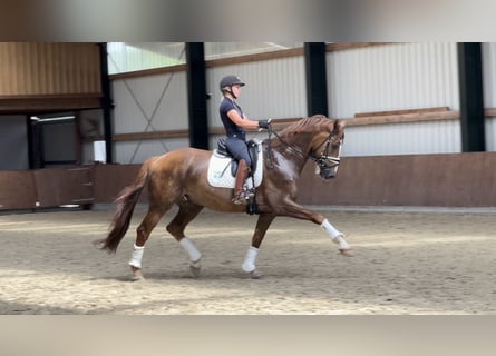 Hanoverian, Gelding, 11 years, 16,3 hh, Chestnut-Red