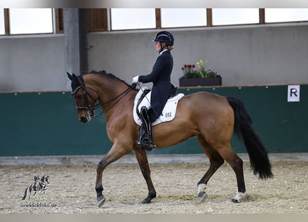Hanoverian, Gelding, 11 years, 16,1 hh, Brown